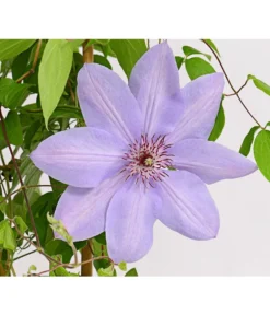 Waldrebe - Clematis, Rankhilfe -Pflanzen Promotion Geschäft 7129034 WE DE 002 ClematisBlauPurpurWaldreben16CDehnerExpressHerzig