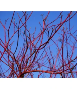 Rotholziger Hartriegel 'Sibirica'