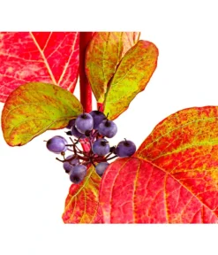 Rotholziger Hartriegel 'Sibirica' -Pflanzen Promotion Geschäft 7130990 WE DE 001 CornusAlbaSibirica5LDehnerExpressHerzig