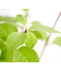 Rotholziger Hartriegel 'Sibirica' -Pflanzen Promotion Geschäft 7130990 WE DE 001 CornusAlbaSibiricaHartriegel5LDehnerExpressZS