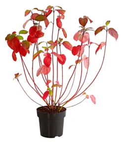 Rotholziger Hartriegel 'Sibirica' -Pflanzen Promotion Geschäft 7130990 WE FS 001 CornusAlbaSibirica5LDehnerExpressHerzig