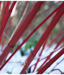 Rotholziger Hartriegel 'Sibirica' -Pflanzen Promotion Geschäft 7131006 WE MO 001 HartriegelCornusAlbaSibiricaPixabay