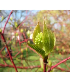 Rotholziger Hartriegel 'Sibirica' -Pflanzen Promotion Geschäft 7131006 WE MO 002 HartriegelCornusAlbaSibiricaPixabay