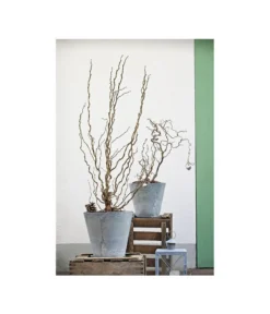 Korkenzieher-Hasel 'Contorta' -Pflanzen Promotion Geschäft 7137805 PR MO 001 CorylusKorkenzieherhaselAvellanaTwister10LHelleborusshootingDehnerExpressHerzig