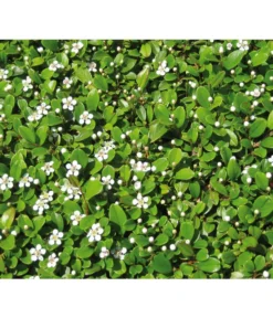 Zwergmispel 'Frieders Evergreen' -Pflanzen Promotion Geschäft 7144538 BildD 001 ZwergmispelFriedersEvergreenCotFriedEvergreen