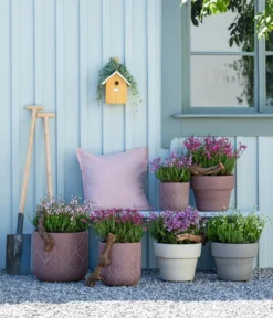 Graue Glockenheide, Verschiedene Farben 16 Graue Glockenheide, Verschiedene Farben -Pflanzen Promotion Geschäft 7163009 WE MO 001 DaboeciaMixGlockenheide 2021 GC11