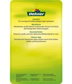 Deutzie 'Tourbillon Rouge' - Sternchenstrauch -Pflanzen Promotion Geschäft 7166093 RosaSternstrauchTourbillonRouge Etikett 2