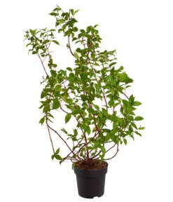 Deutzie 'Tourbillon Rouge' - Sternchenstrauch