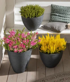 Südafrikanisches Heidekraut -Pflanzen Promotion Geschäft 7172026 8225443 7172034 7172133 7172414 WE MO 001 EricaVerticillataSuedafrikanischesHeidekraut EricaArborea EricaCarnea BL21