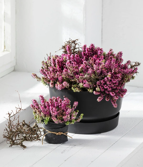 Schneeheide 2 Schneeheide – Bild 2