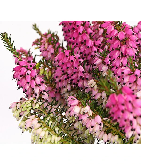 Schneeheide 4 Schneeheide – Bild 4