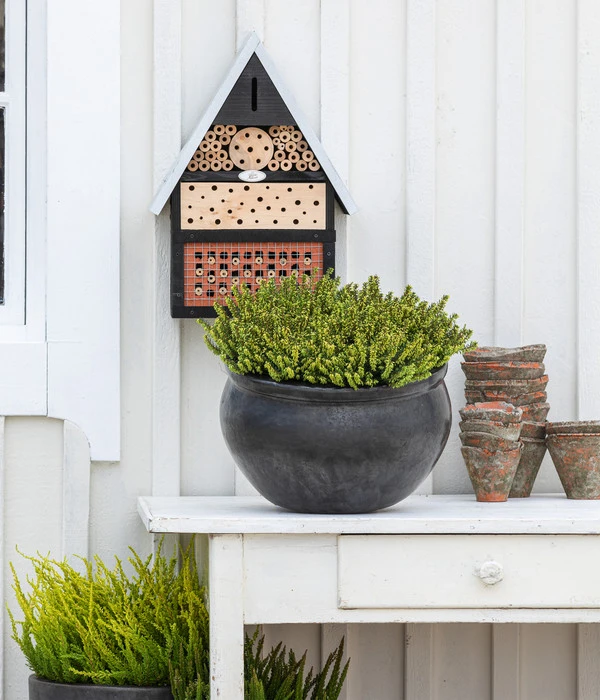 Schneeheide 3 Schneeheide – Bild 3