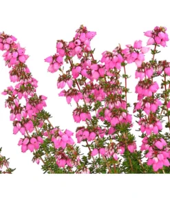 Graue Glockenheide, Verschiedene Farben 19 Graue Glockenheide, Verschiedene Farben -Pflanzen Promotion Geschäft 7172521 WE DE 001 EricaCinereaGrauheideT10Herzig