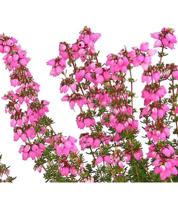 Graue Glockenheide, Verschiedene Farben 9 Graue Glockenheide, Verschiedene Farben – Bild 9