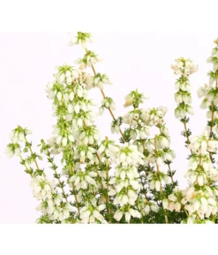 Graue Glockenheide, Verschiedene Farben 20 Graue Glockenheide, Verschiedene Farben -Pflanzen Promotion Geschäft 7172521 WE DE 002 EricaCinereaGrauheideT10Herzig