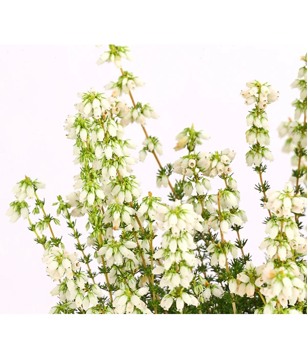 Graue Glockenheide, Verschiedene Farben 10 Graue Glockenheide, Verschiedene Farben – Bild 10