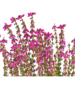 Graue Glockenheide, Verschiedene Farben 18 Graue Glockenheide, Verschiedene Farben -Pflanzen Promotion Geschäft 7172521 WE DE 003 EricaCinereaGrauheideT10Herzig