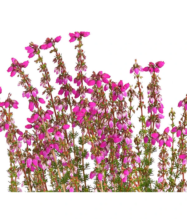 Graue Glockenheide, Verschiedene Farben 8 Graue Glockenheide, Verschiedene Farben – Bild 8