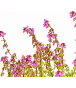 Graue Glockenheide, Verschiedene Farben 21 Graue Glockenheide, Verschiedene Farben -Pflanzen Promotion Geschäft 7172521 WE DE 004 EricaCinereaGrauheideT10Herzig