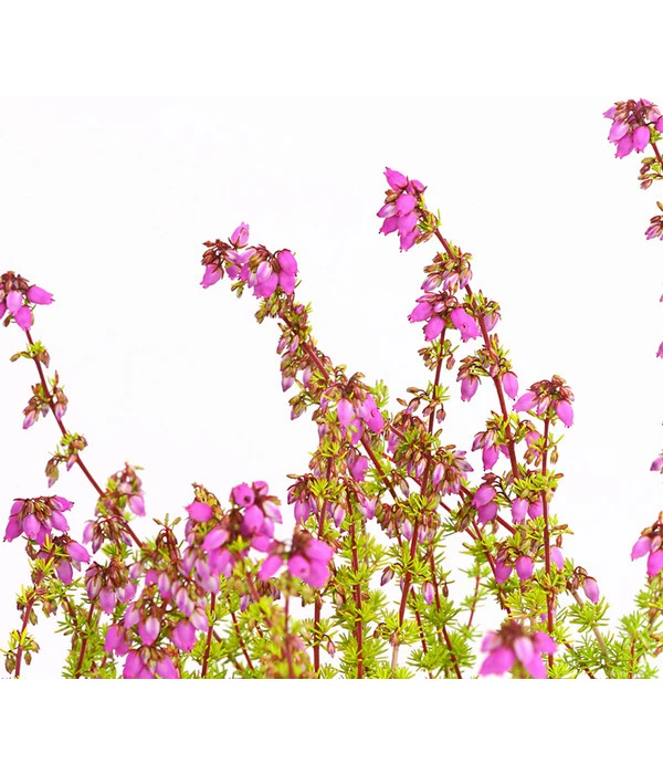 Graue Glockenheide, Verschiedene Farben 11 Graue Glockenheide, Verschiedene Farben – Bild 11