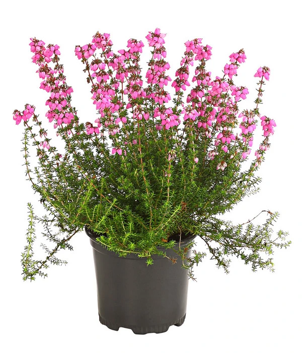 Graue Glockenheide, Verschiedene Farben 2 Graue Glockenheide, Verschiedene Farben – Bild 2