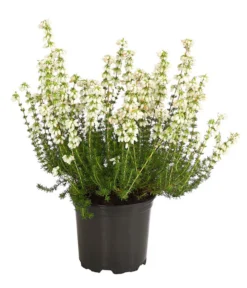 Graue Glockenheide, Verschiedene Farben 13 Graue Glockenheide, Verschiedene Farben -Pflanzen Promotion Geschäft 7172521 WE FS 002 EricaCinereaGrauheideT10Herzig