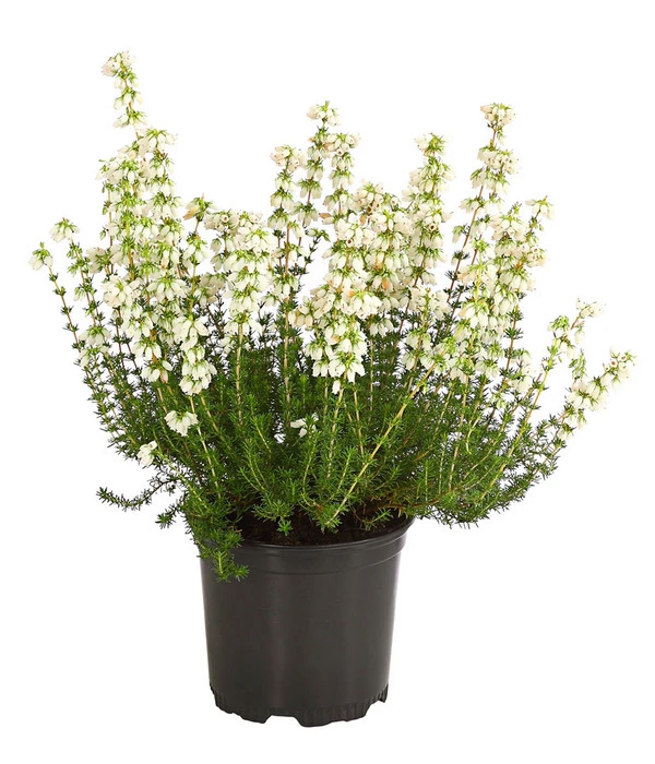 Graue Glockenheide, Verschiedene Farben 3 Graue Glockenheide, Verschiedene Farben – Bild 3