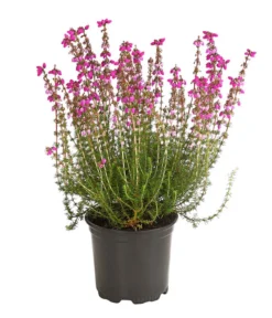 Graue Glockenheide, Verschiedene Farben 14 Graue Glockenheide, Verschiedene Farben -Pflanzen Promotion Geschäft 7172521 WE FS 003 EricaCinereaGrauheideT10Herzig