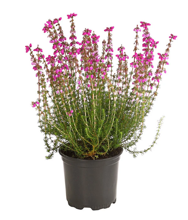 Graue Glockenheide, Verschiedene Farben 4 Graue Glockenheide, Verschiedene Farben – Bild 4