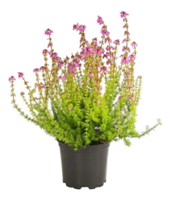 Graue Glockenheide, Verschiedene Farben 15 Graue Glockenheide, Verschiedene Farben -Pflanzen Promotion Geschäft 7172521 WE FS 004 EricaCinereaGrauheideT10Herzig