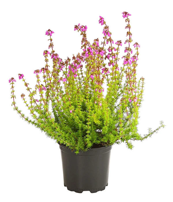 Graue Glockenheide, Verschiedene Farben 5 Graue Glockenheide, Verschiedene Farben – Bild 5