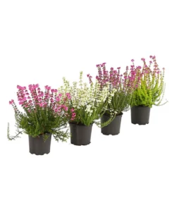 Graue Glockenheide, Verschiedene Farben