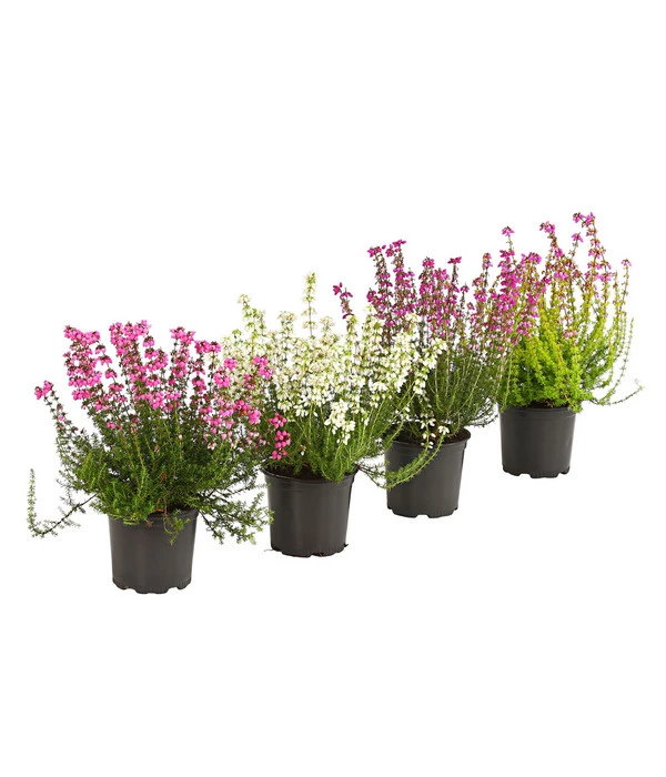 Graue Glockenheide, Verschiedene Farben 1 Graue Glockenheide, Verschiedene Farben