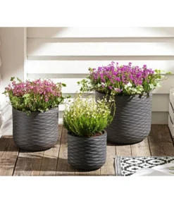 Graue Glockenheide, Verschiedene Farben 17 Graue Glockenheide, Verschiedene Farben -Pflanzen Promotion Geschäft 7172521 WE MO 002 EricaCinereaGrauheide