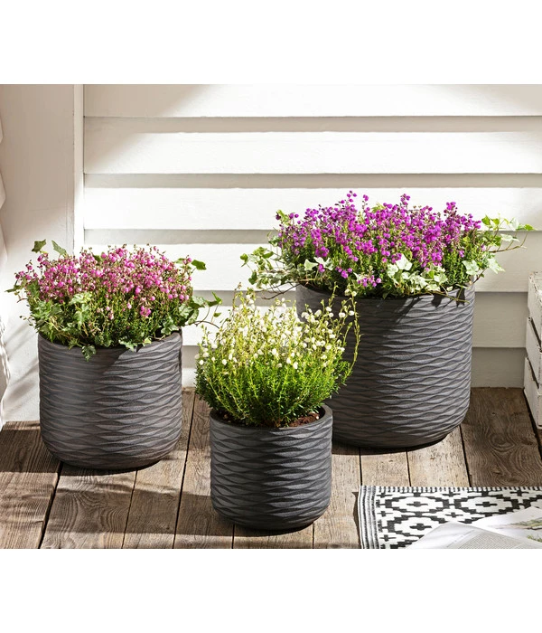 Graue Glockenheide, Verschiedene Farben 7 Graue Glockenheide, Verschiedene Farben – Bild 7