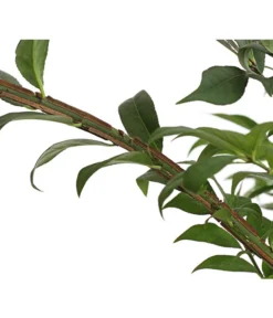 Niedriger Korkspindelstrauch 'Compactus' -Pflanzen Promotion Geschäft 7175649 PR DE 002 EuonymusAlatusCompactus5LDehnerExpressHerzig