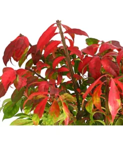 Niedriger Korkspindelstrauch 'Compactus' -Pflanzen Promotion Geschäft 7175649 WE DE 003 EuonymusSpindelstrauchAlatusCompactus5LDehnerExpressHerzig