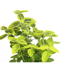 Kriech-Spindelstrauch 'Emerald'n Gold' 5 Kriech-Spindelstrauch 'Emerald'n Gold' -Pflanzen Promotion Geschäft 7176969 WE DE 003 EuonymusSpindelstrauchFortuneiEmeraldGold9CDehnerExpressHerzig