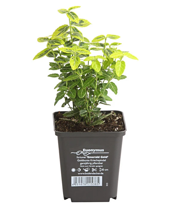 Kriech-Spindelstrauch 'Emerald'n Gold' 2 Kriech-Spindelstrauch 'Emerald'n Gold' – Bild 2