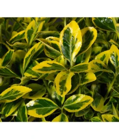 Japanischer Kriech-Spindelstrauch 'Marieke'