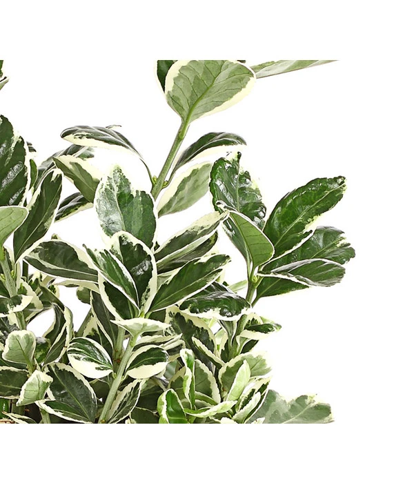 Japanischer Spindelstrauch 'Kathy' 2 Japanischer Spindelstrauch 'Kathy' – Bild 2