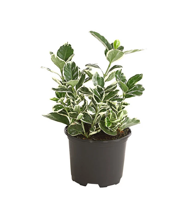 Japanischer Spindelstrauch 'Kathy' 1 Japanischer Spindelstrauch 'Kathy'