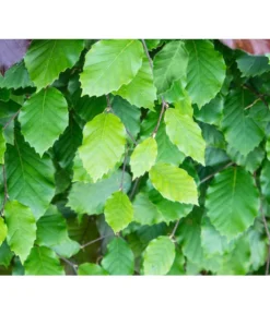 15 Meter Rotbuche, 60 X Ca. 125-150 Cm 7 15 Meter Rotbuche, 60 X Ca. 125-150 Cm -Pflanzen Promotion Geschäft 7185077 FagusSylvaticaDetailLuckner 3