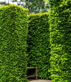 6 Meter Rotbuche, 20 X Ca. 150-175 Cm -Pflanzen Promotion Geschäft 7185093 WE MO 002 RotbucheFagusSylvatica