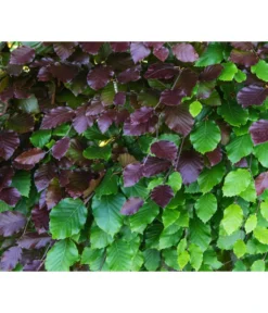 10 Meter Blutbuche ‘Purpurea‘, 50 X 100-125 Cm -Pflanzen Promotion Geschäft 7185523 WE DE 001 FagusSylvaticaPurpureaRot