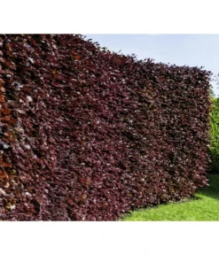 10 Meter Blutbuche ‘Purpurea‘, 50 X 100-125 Cm -Pflanzen Promotion Geschäft 7185523 WE MO 001 FagusSylvaticaPurpureaLuckner
