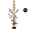 10 Meter Blutbuche ‘Purpurea‘, 50 X 100-125 Cm