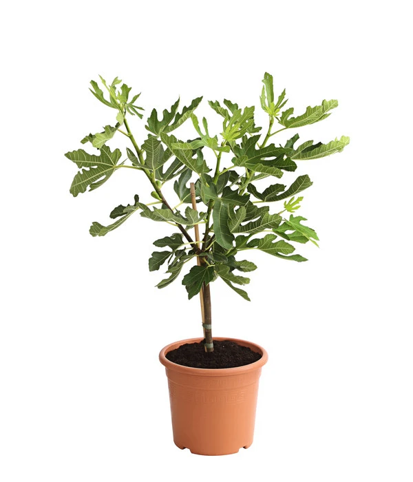 Feige 'Pfälzer Fruchtfeige' 2 Feige 'Pfälzer Fruchtfeige' – Bild 2