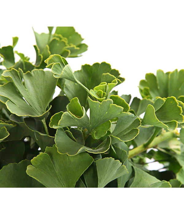 Ginkgobaum - Fächerblattbaum 'Marijke' 2 Ginkgobaum - Fächerblattbaum 'Marijke' – Bild 2