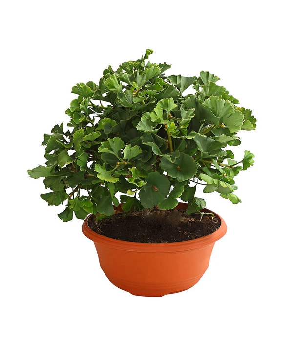 Ginkgobaum - Fächerblattbaum 'Marijke' 1 Ginkgobaum - Fächerblattbaum 'Marijke'